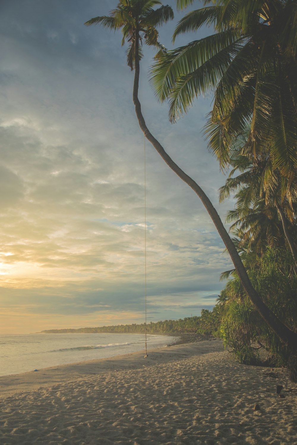 coconut tree