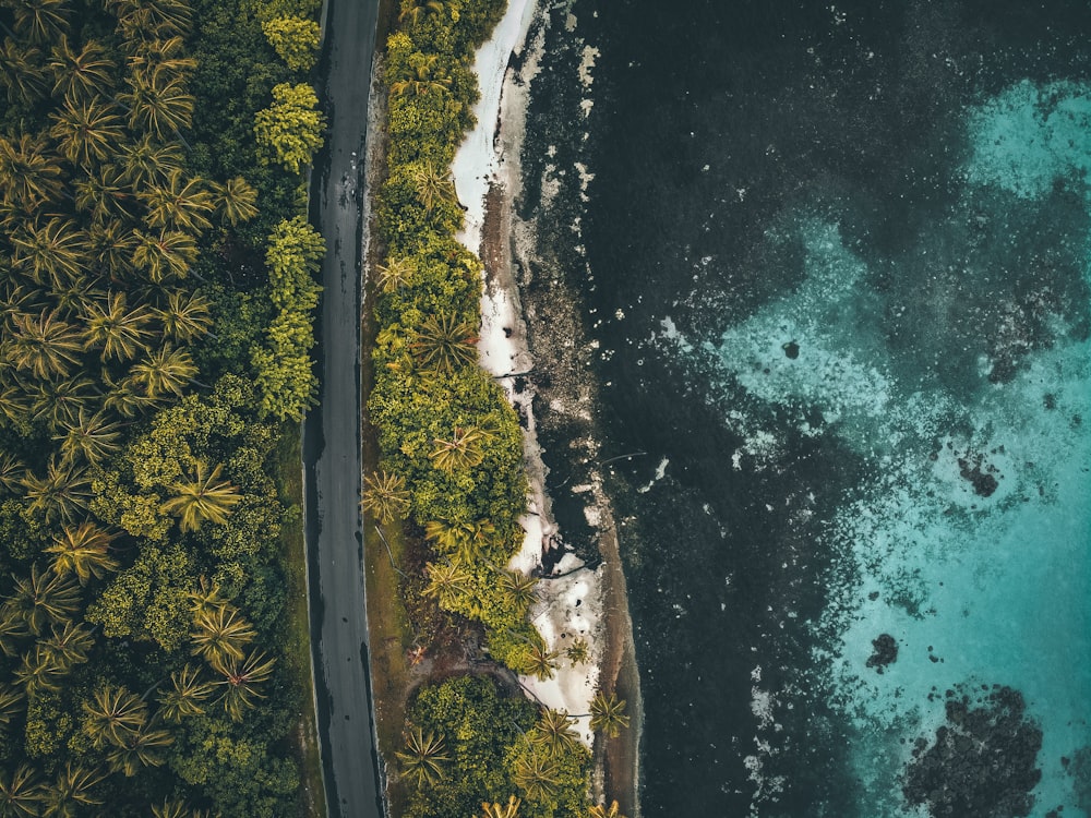 aerial view photography of green body of water and green coconut trees