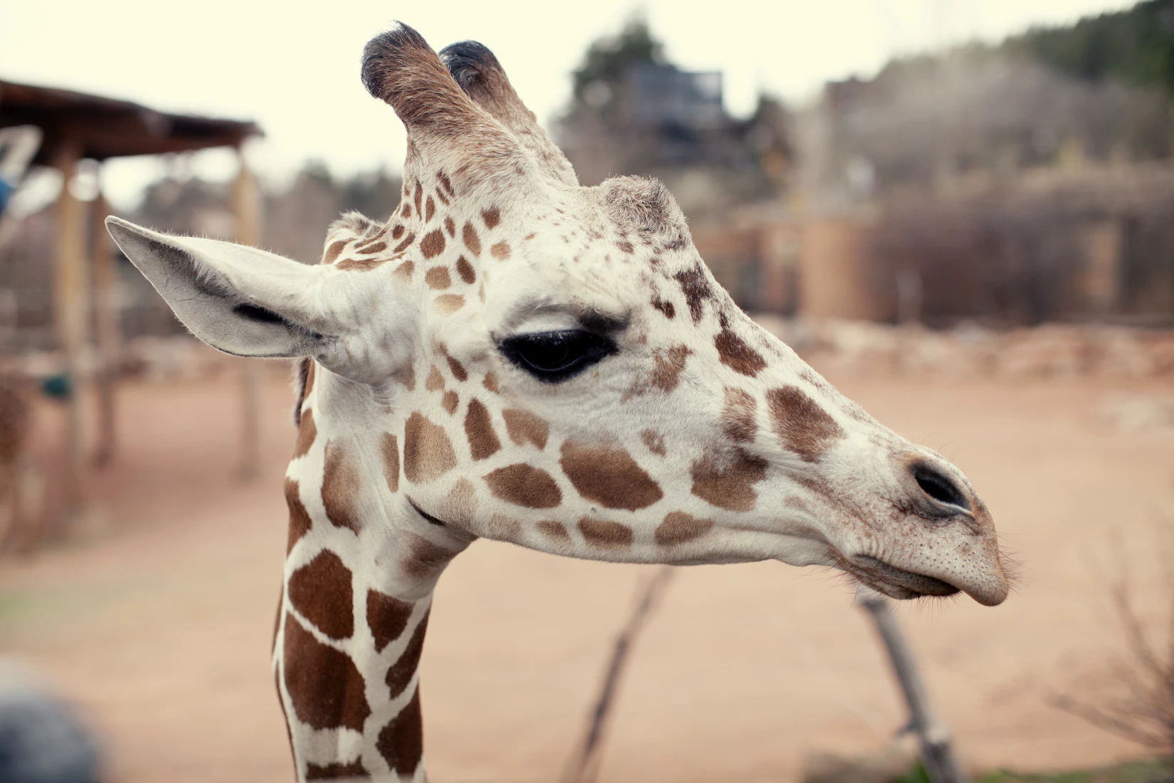 Escaped Exotics Animals Are Changing The Texas Landscape Pitchstone Waters