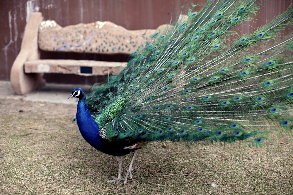 green and blue peacock on grass