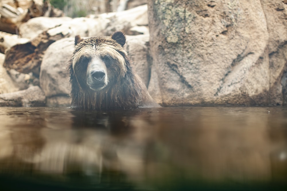 grizzly bear on water