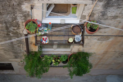 green-leafed potted plants hanging on wall