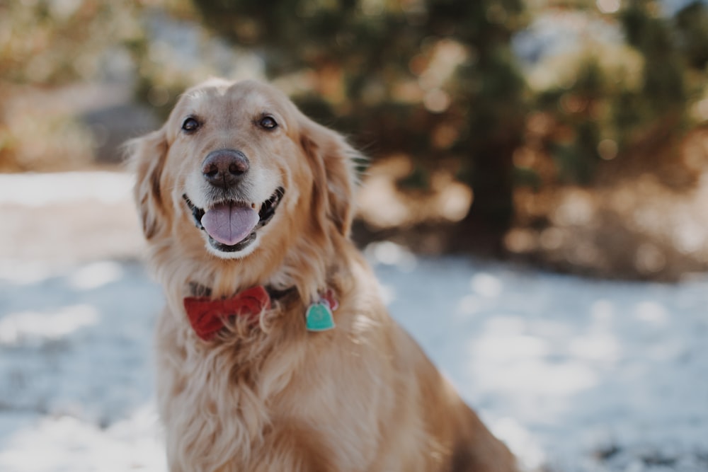 bokeh photography of adult golden retriever