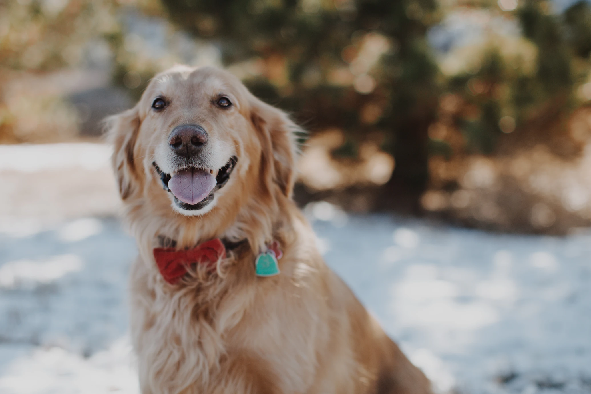 Golden retriever outdoors wearing a bandana