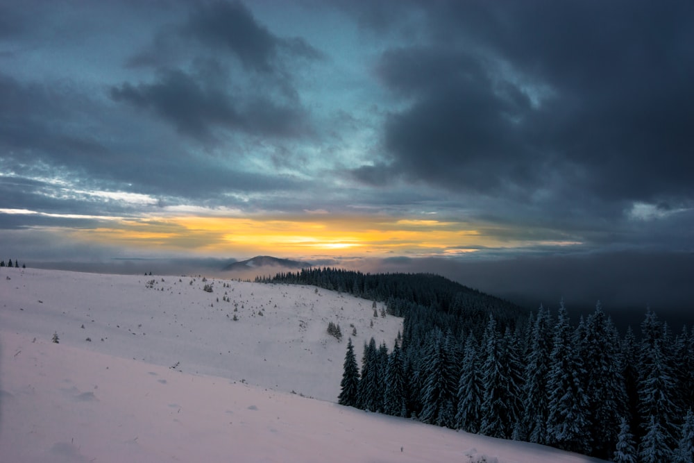 trees with snowfield