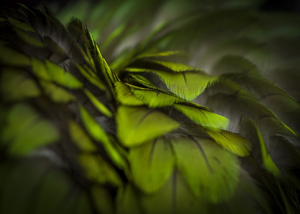 緑色の葉の写真 Unsplashで見つける緑の無料写真