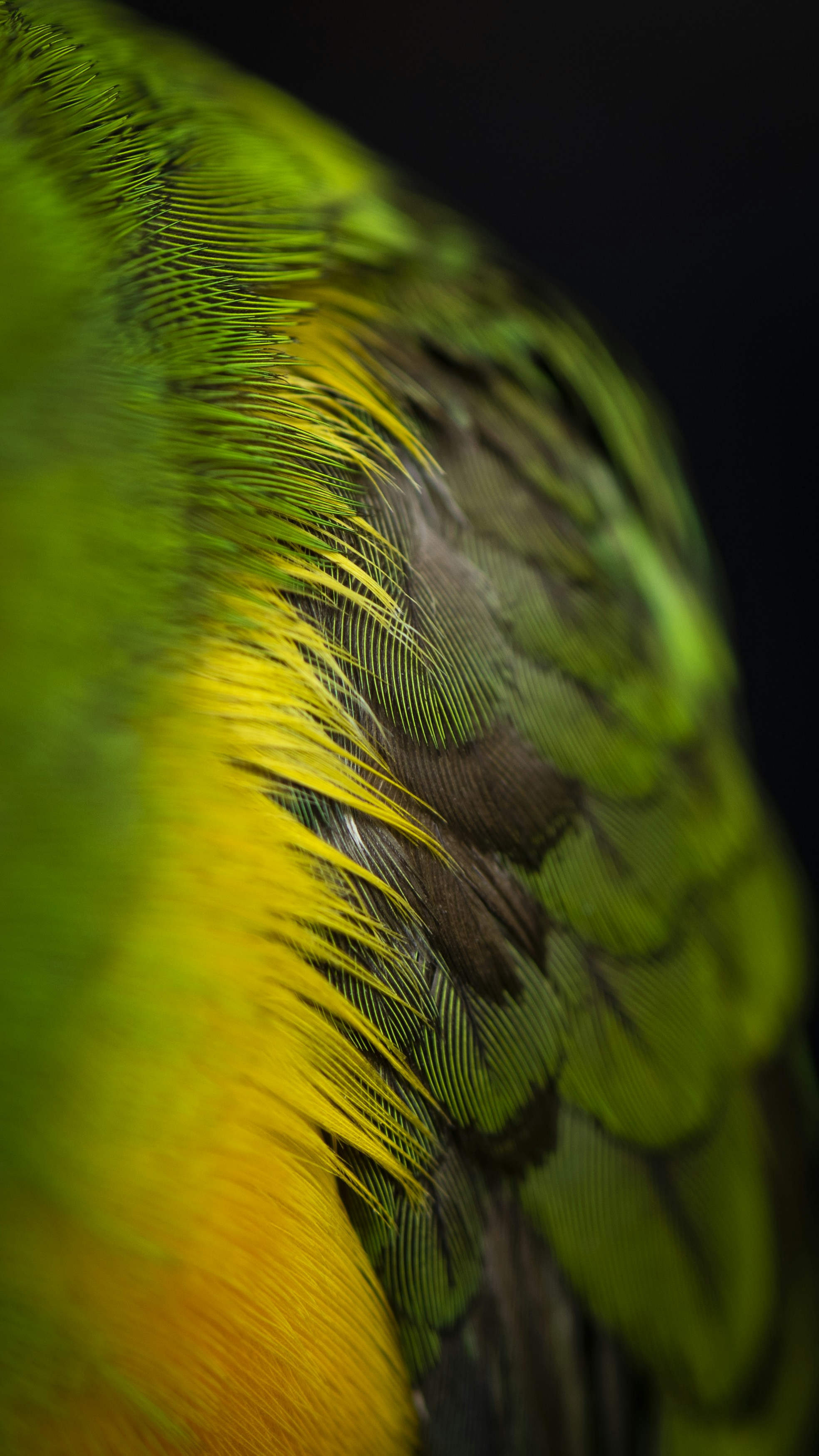 Green And Black Feathers Photo Free Animal Image On Unsplash