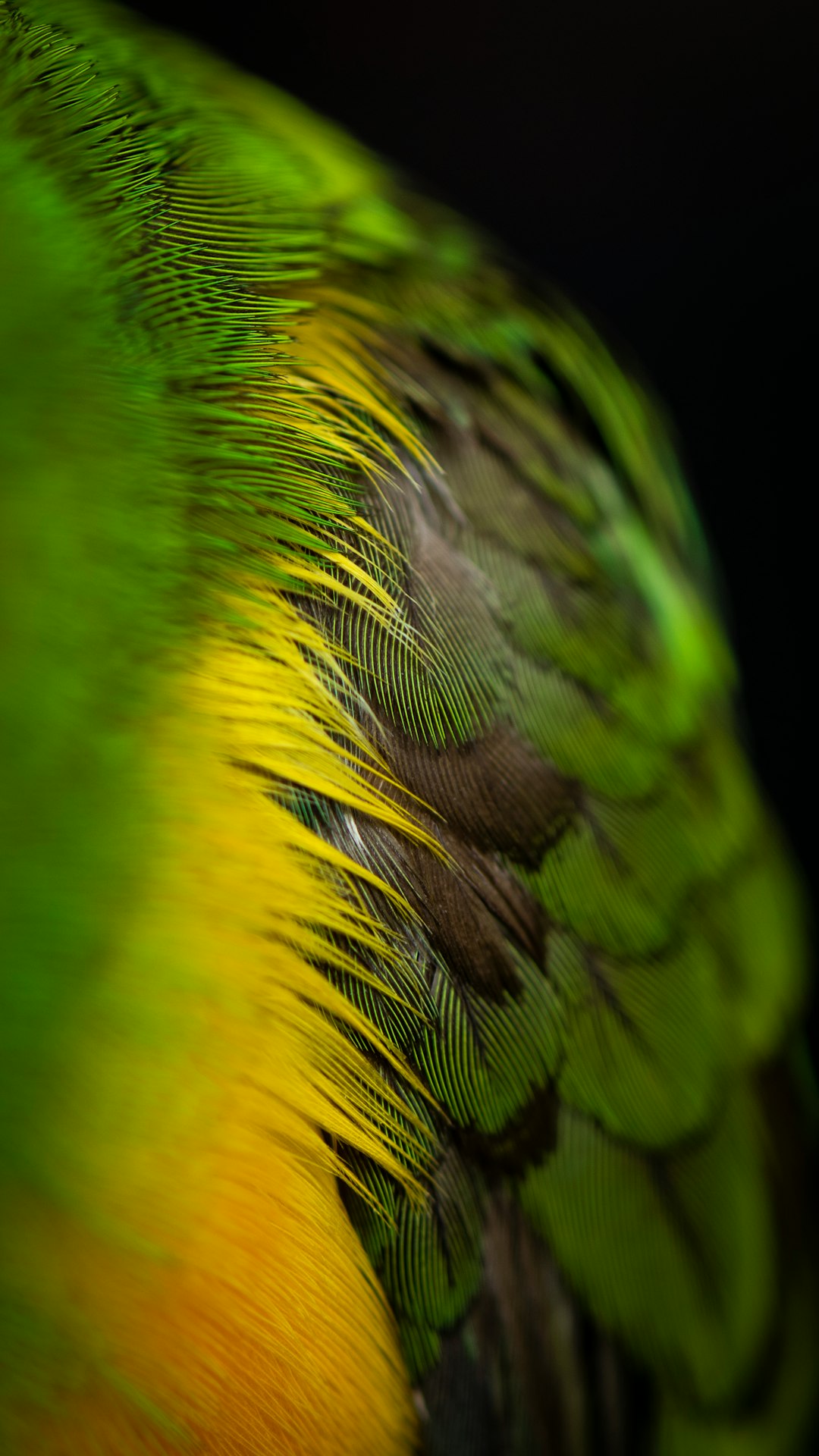 green and black feathers