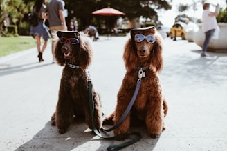two brown poodles wearing sunglasses