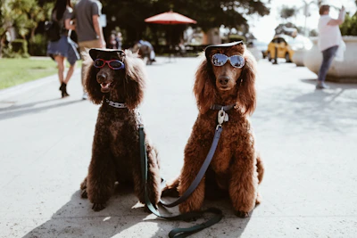 two brown poodles wearing sunglasses