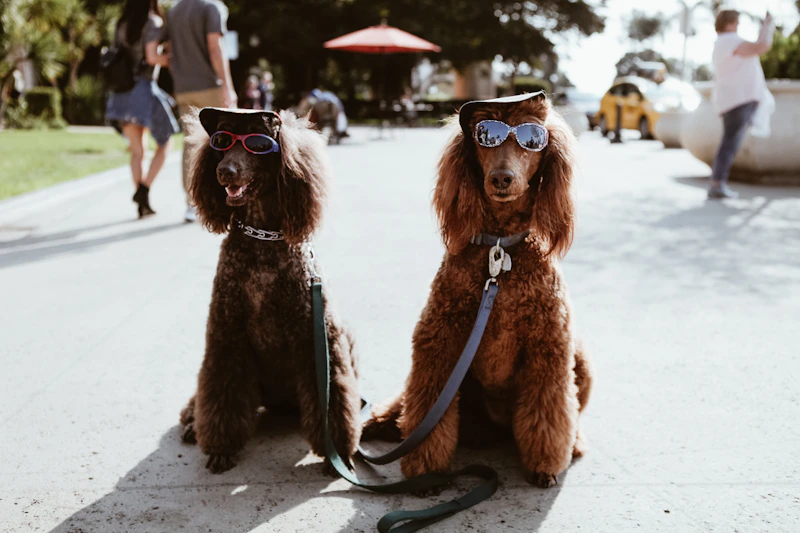 Ask Michelle: What Human Foods Can Dogs Eat (And What to Avoid)?