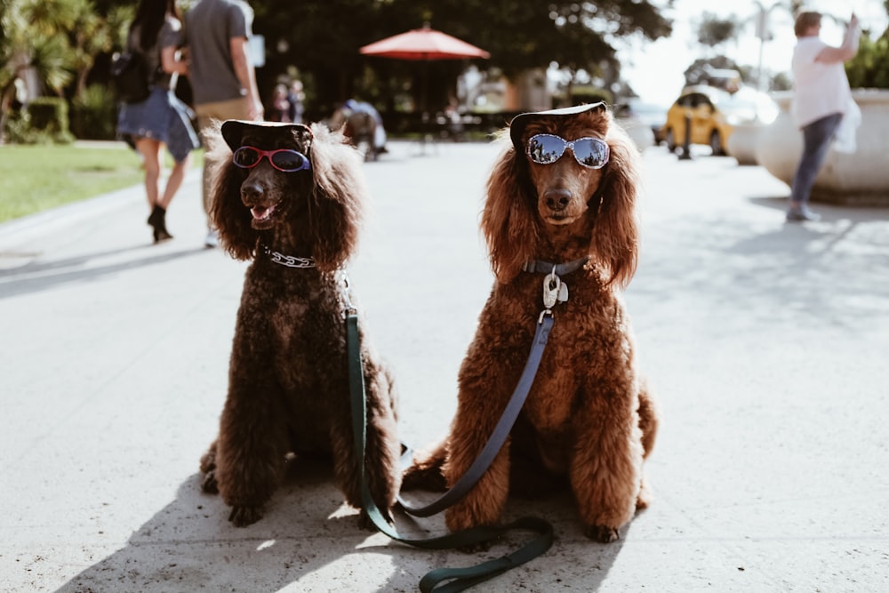 two brown poodles wearing sunglasses