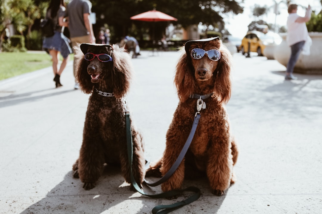 two brown poodles wearing sunglasses,