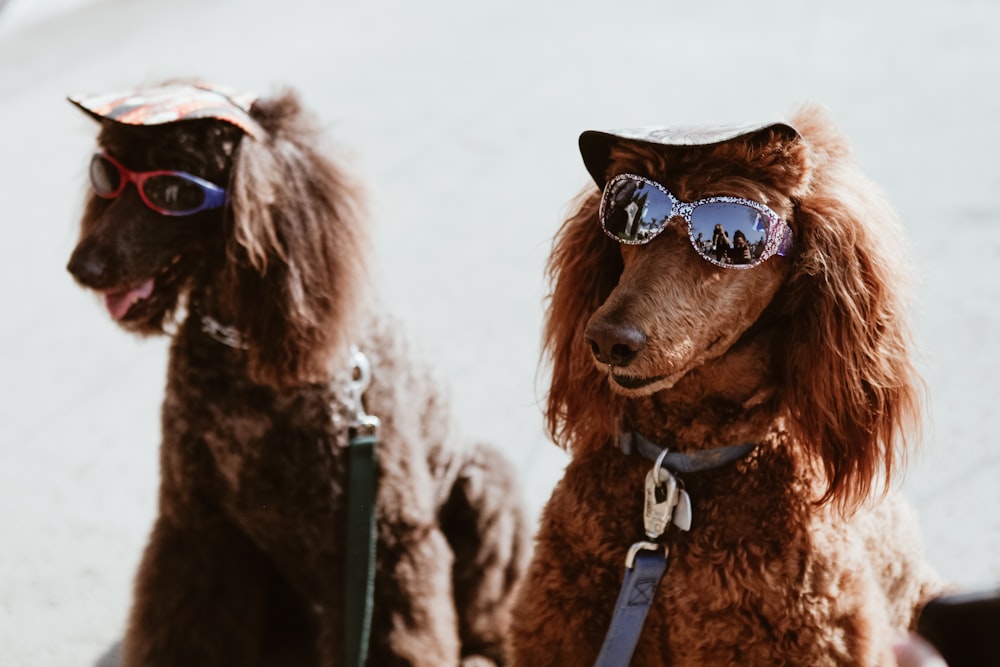 Dos caniches marrones con gafas de sol