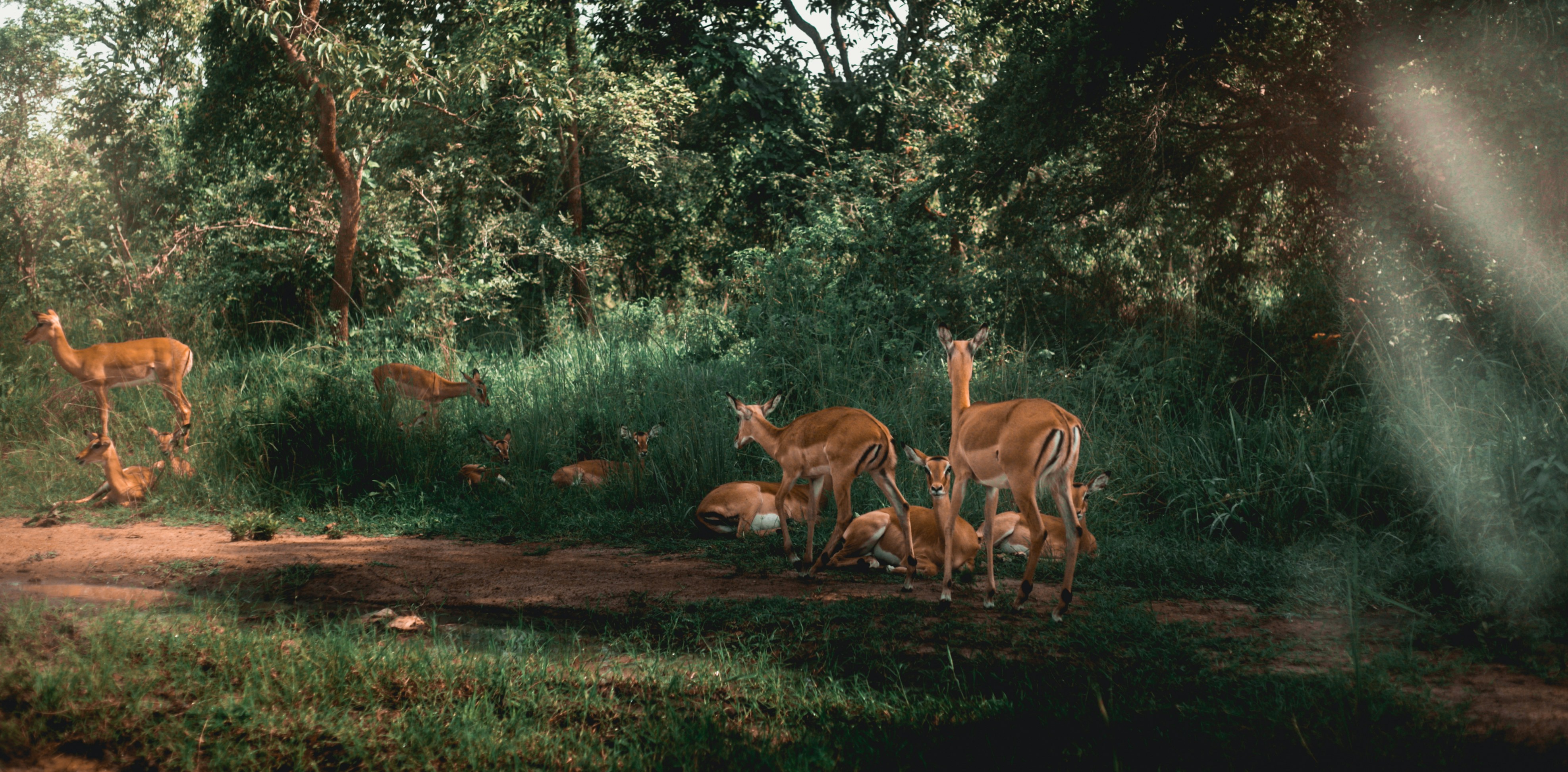 Deers in the forest, (Akagera national park)