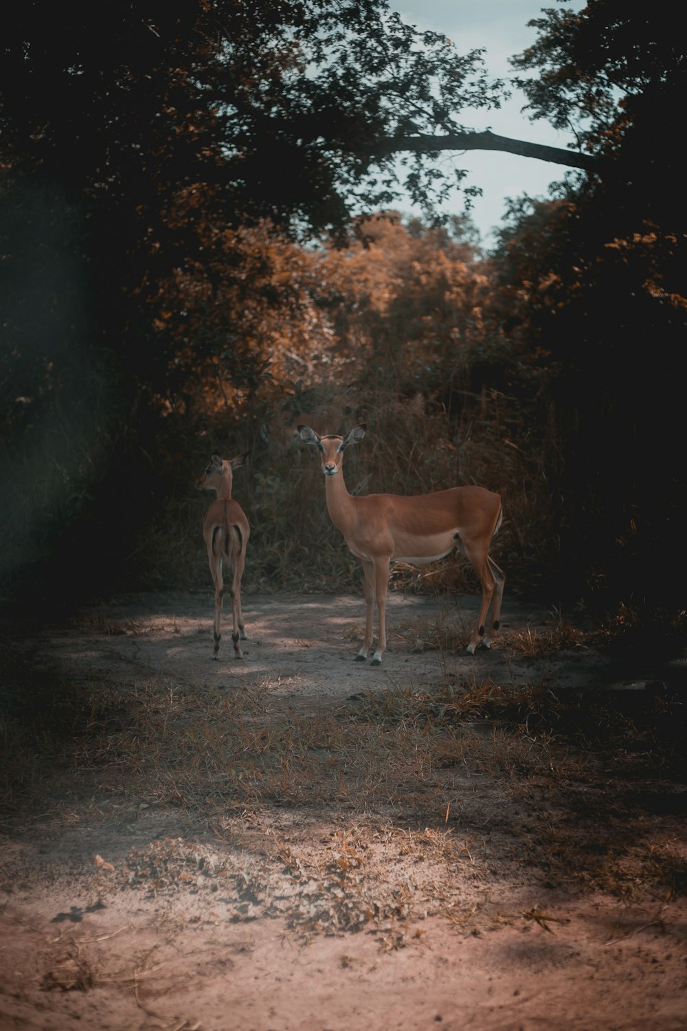 Deux cerfs bruns entourés d’arbres