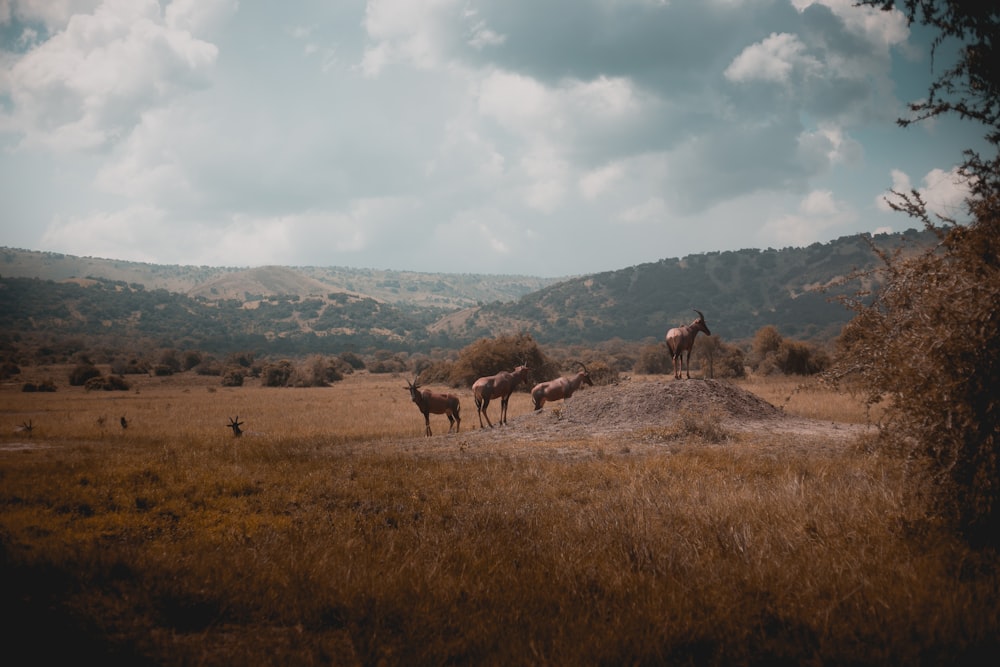 cabras marrons na grama marrom durante o dia