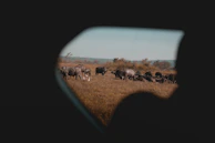 A jeep carrying delighted tourists spotting a herd of wild buffalo grazing quietly.