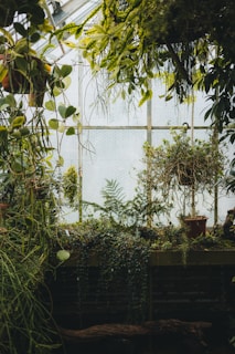 assorted plants inside greenhouse