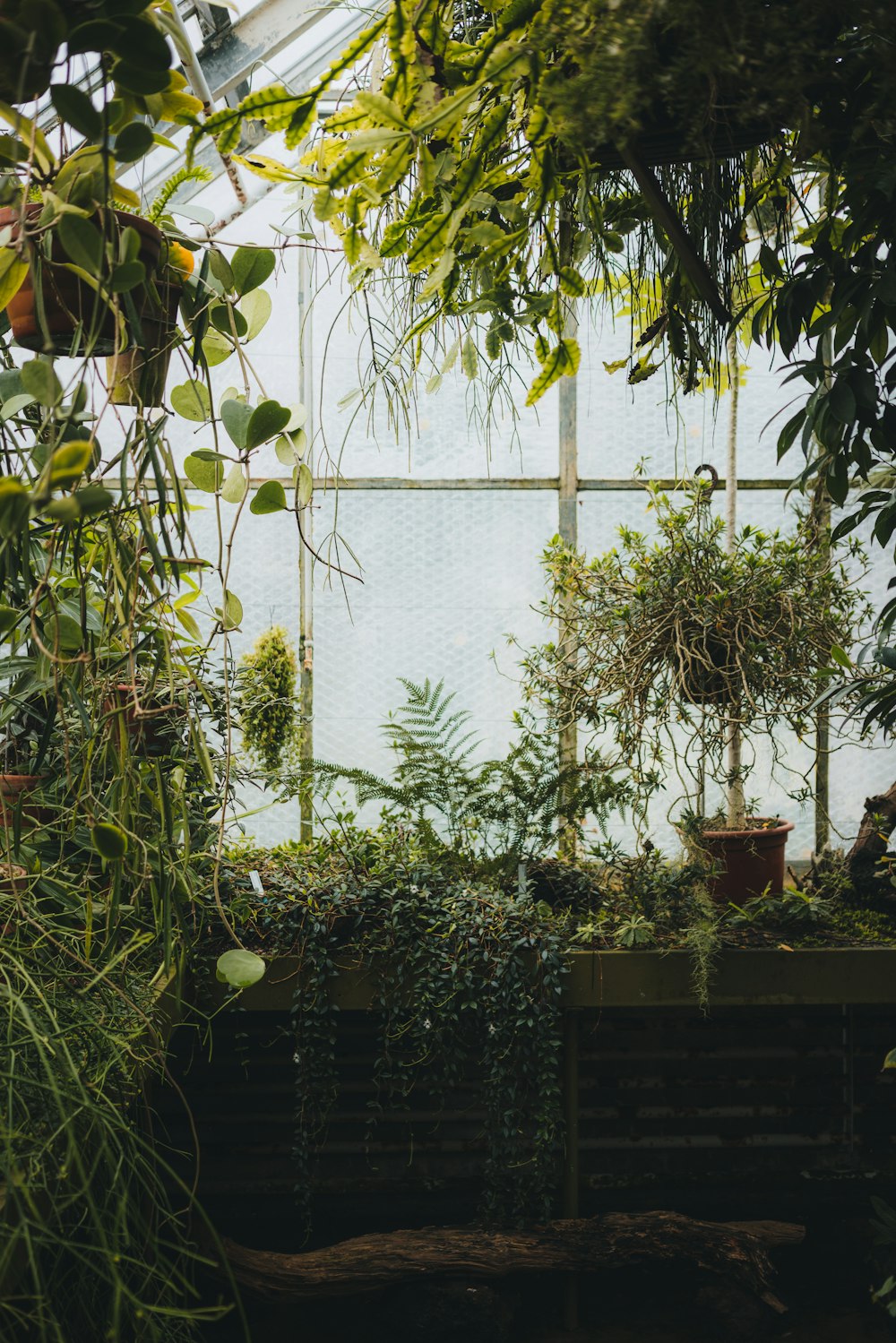 Plantas variadas dentro del invernadero