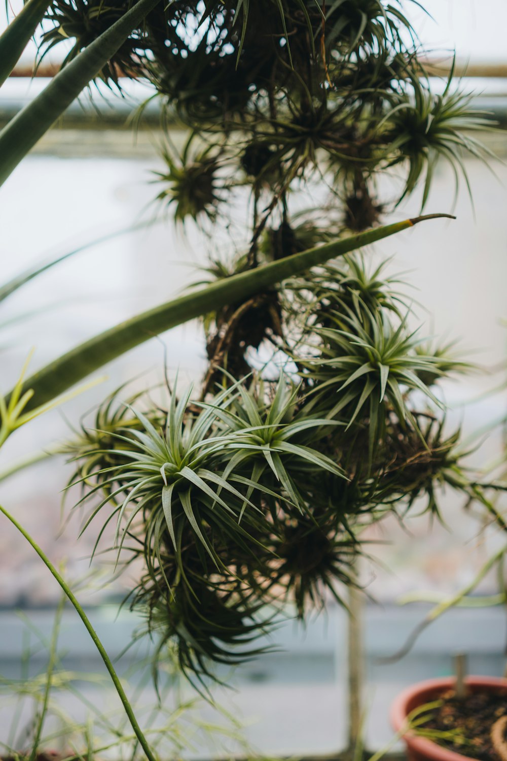 green-leafed plant