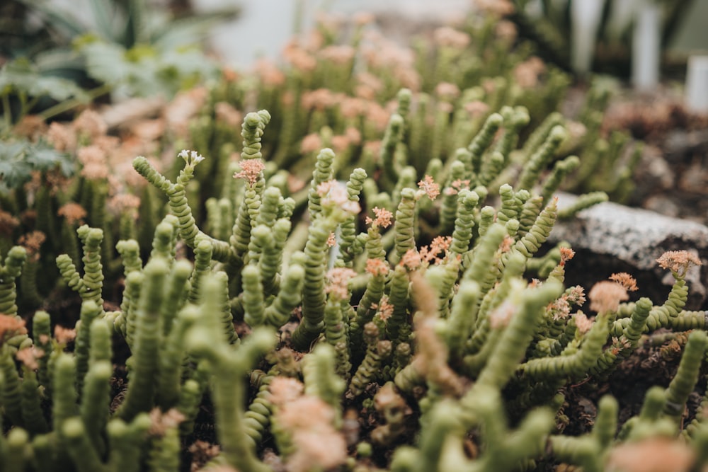 a close up of a bunch of plants