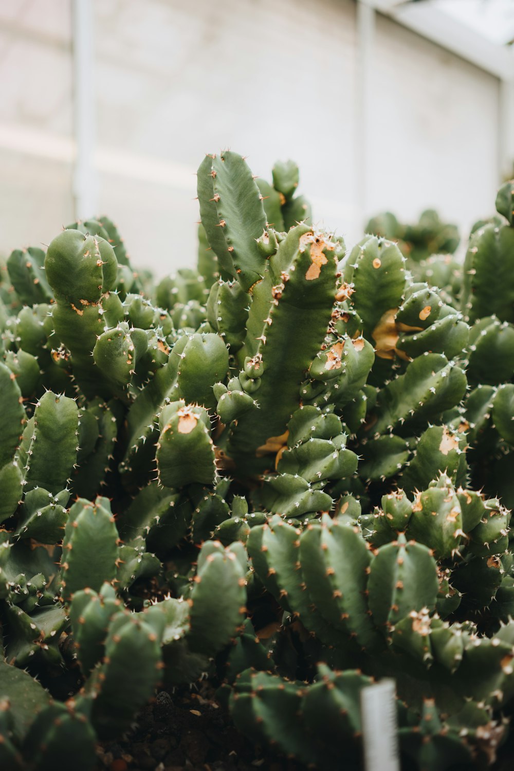 green cactus