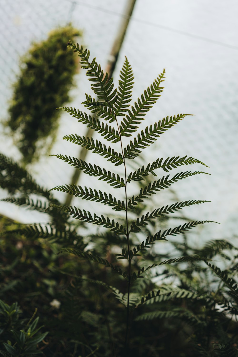 selective focus photography of green Boston fern