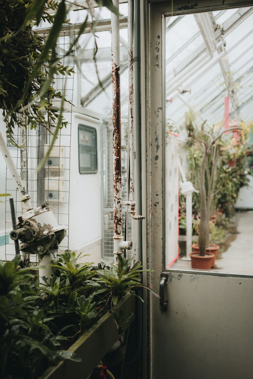 closed white metal greenhouse garden