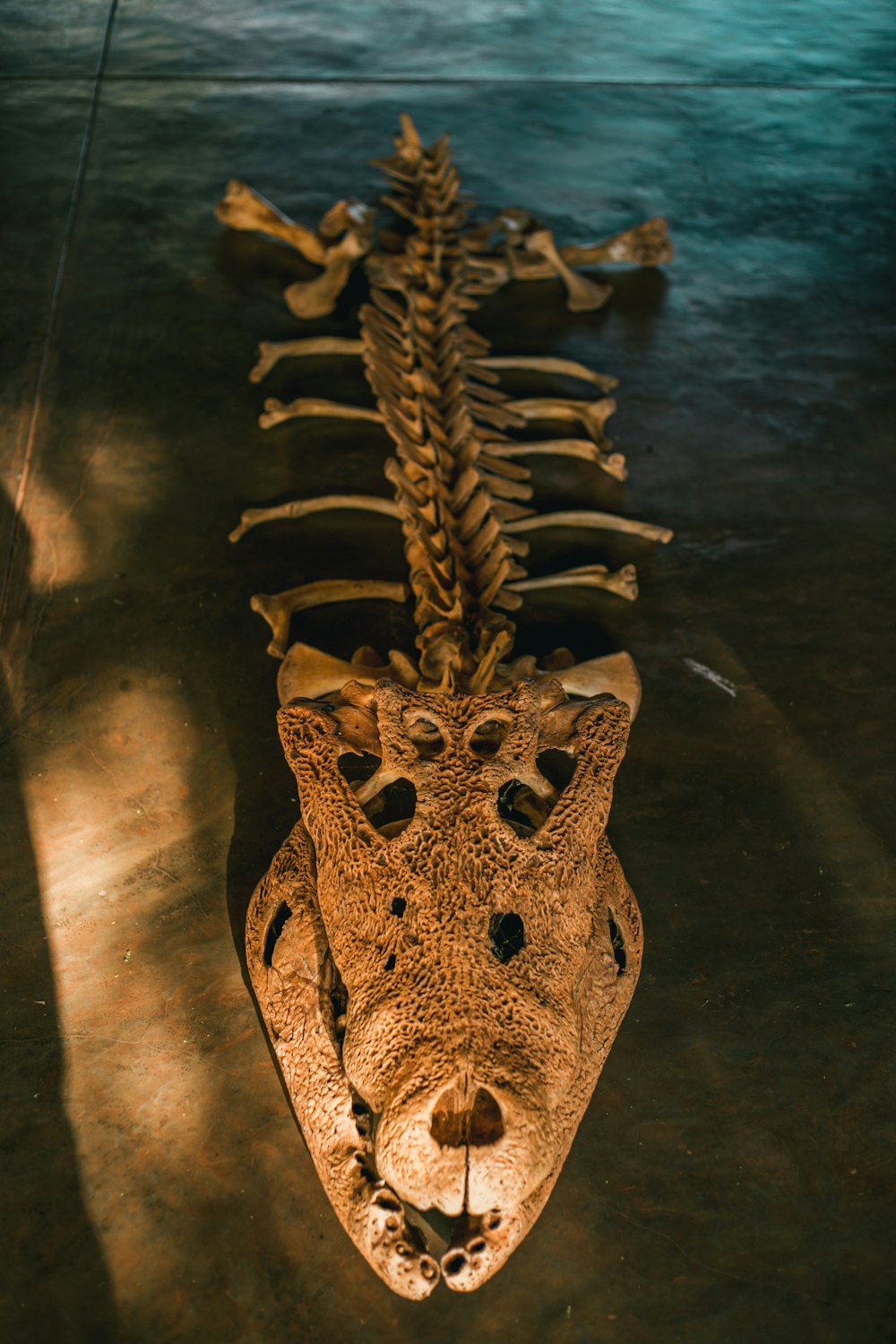 esqueleto de crocodilo
