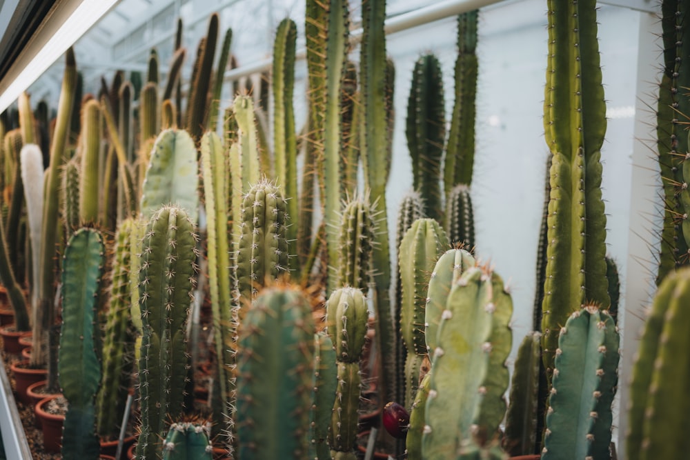 green cacti