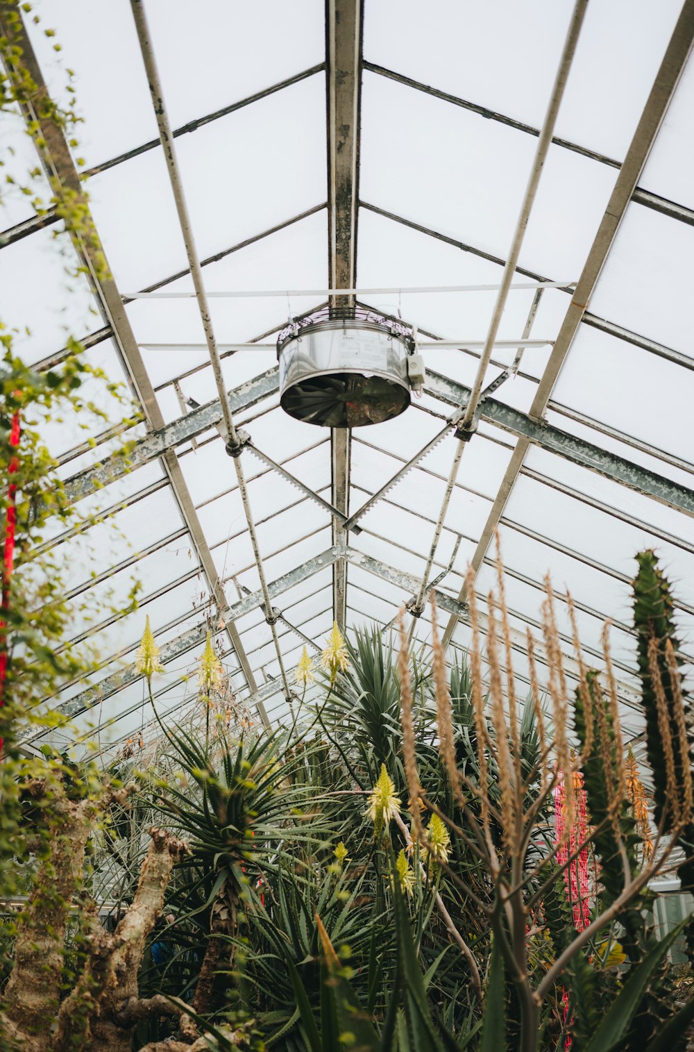 plantas dentro da sala