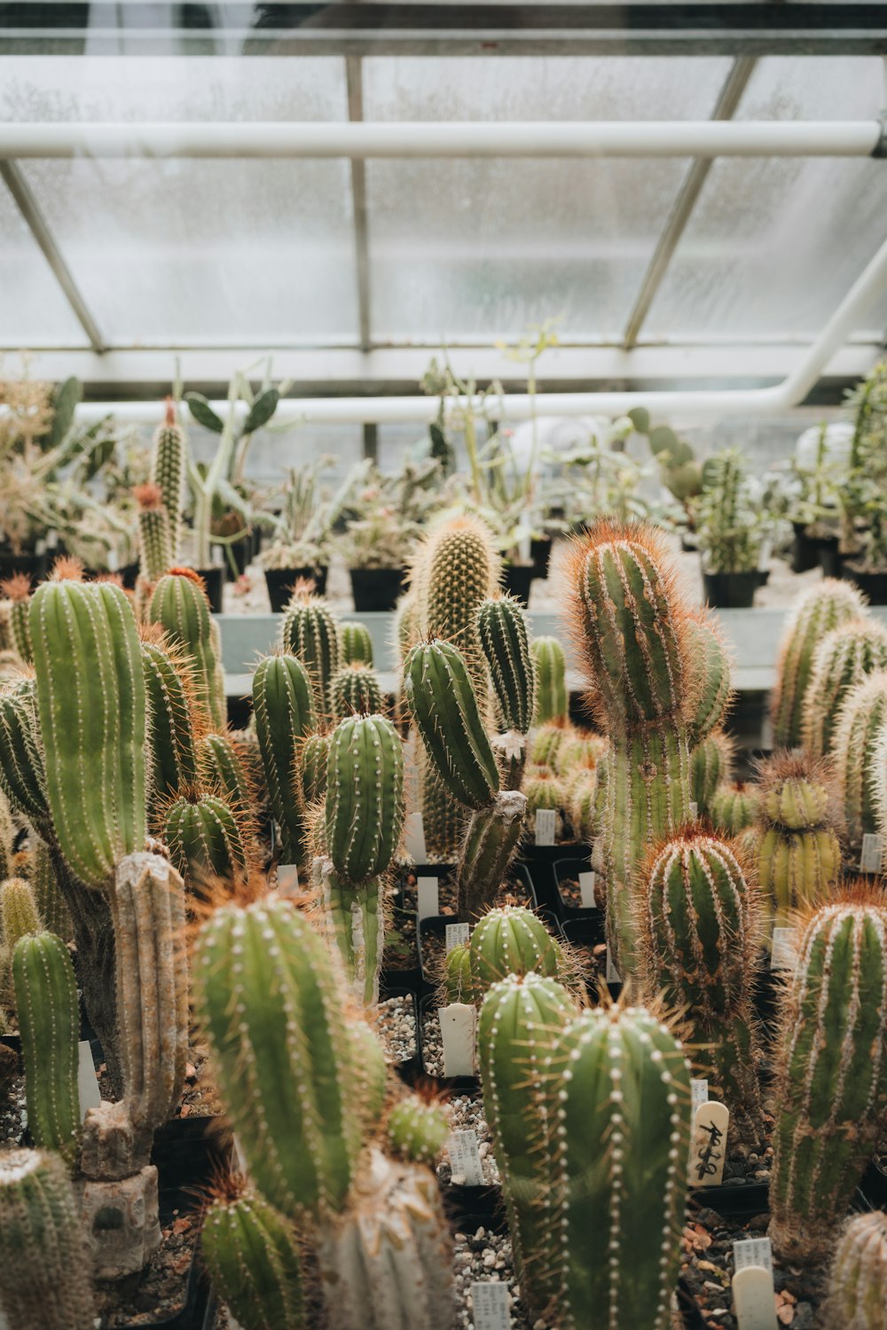cactus plants inside greenhouse