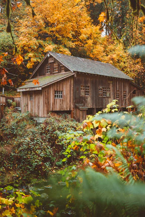 A rustic wooden cabin nestled among autumn-colored leaves in the backwoods