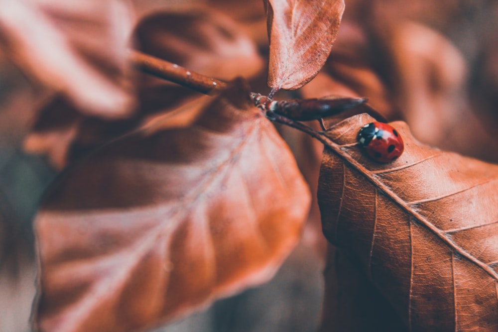 lady bug on brown leaf selective photography