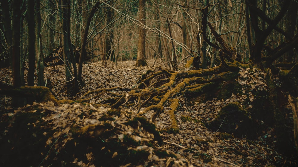 fallen trees in the middle of woods