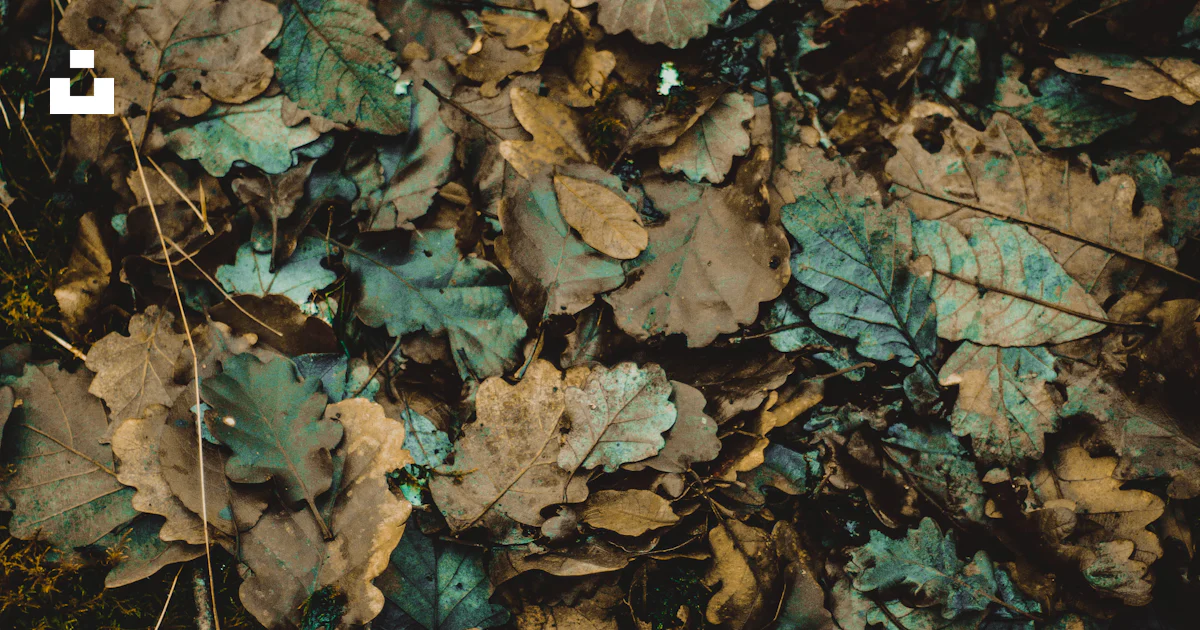 Leaves Stack Stack of leaves photo – Free Leaf Image on Unsplash