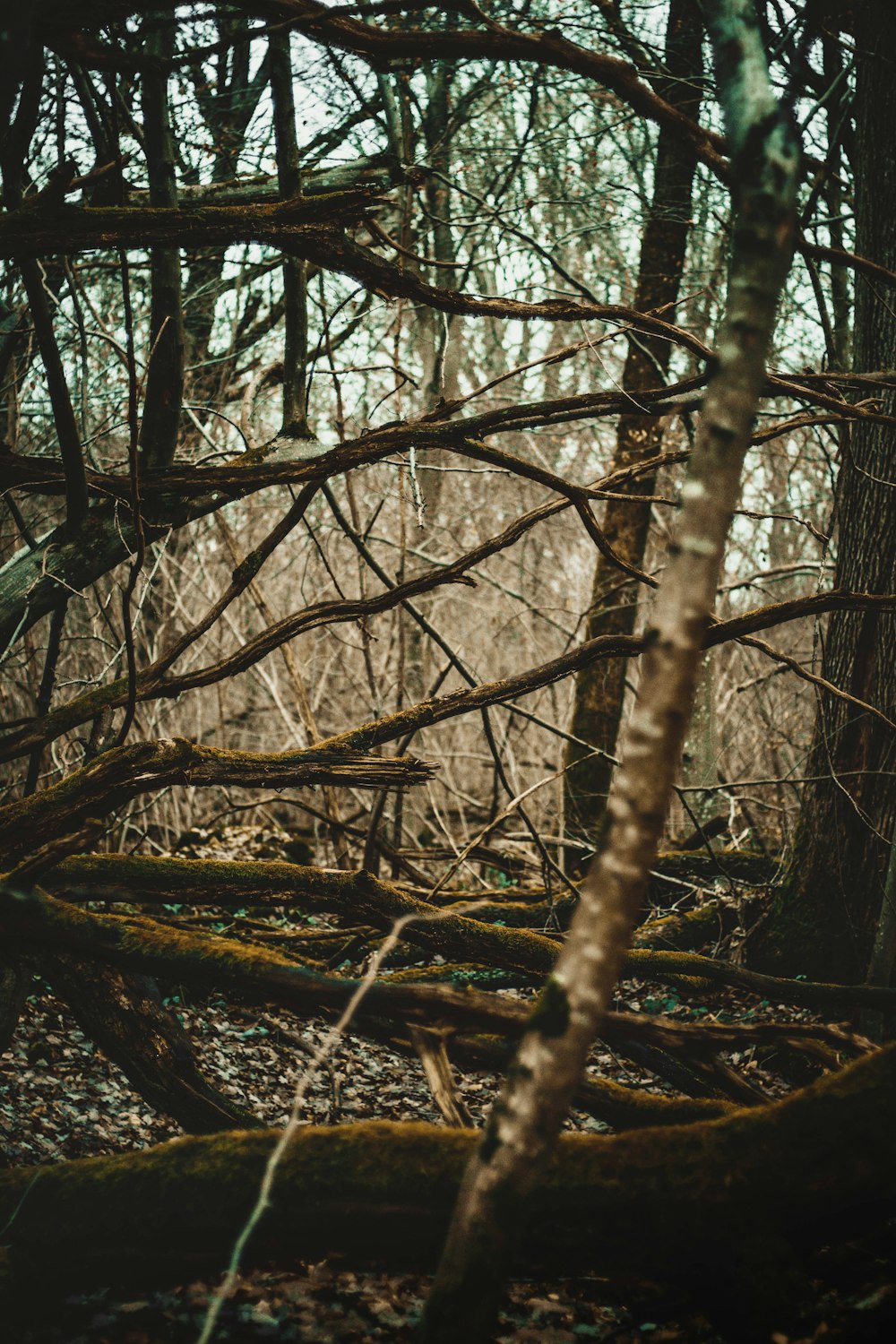 bare trees in forest