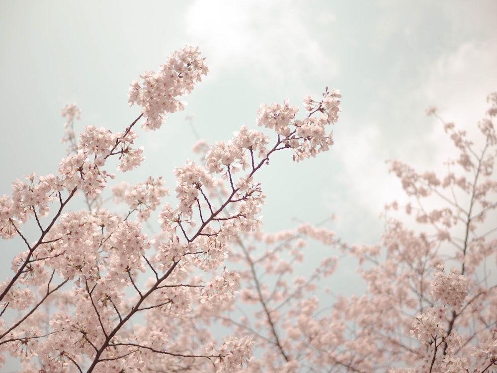 white cluster flowers