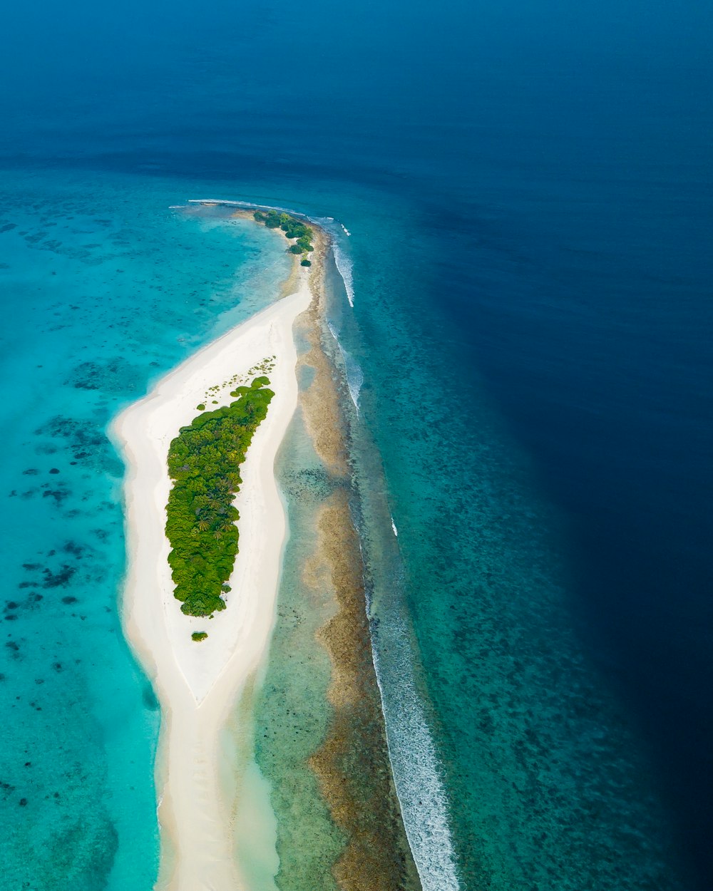 forest on island during day