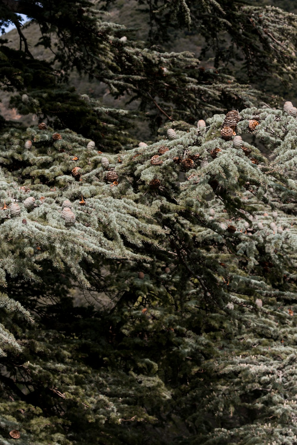 green-leafed trees