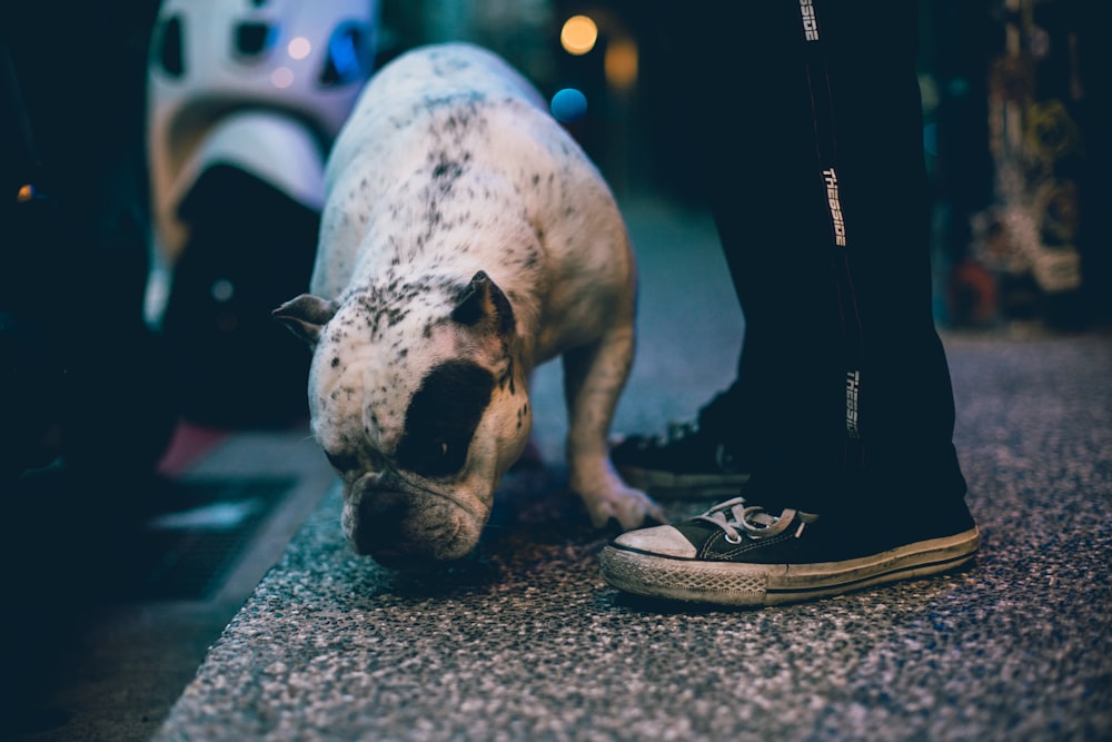 selective focus photography of white and black dog in front of person standing