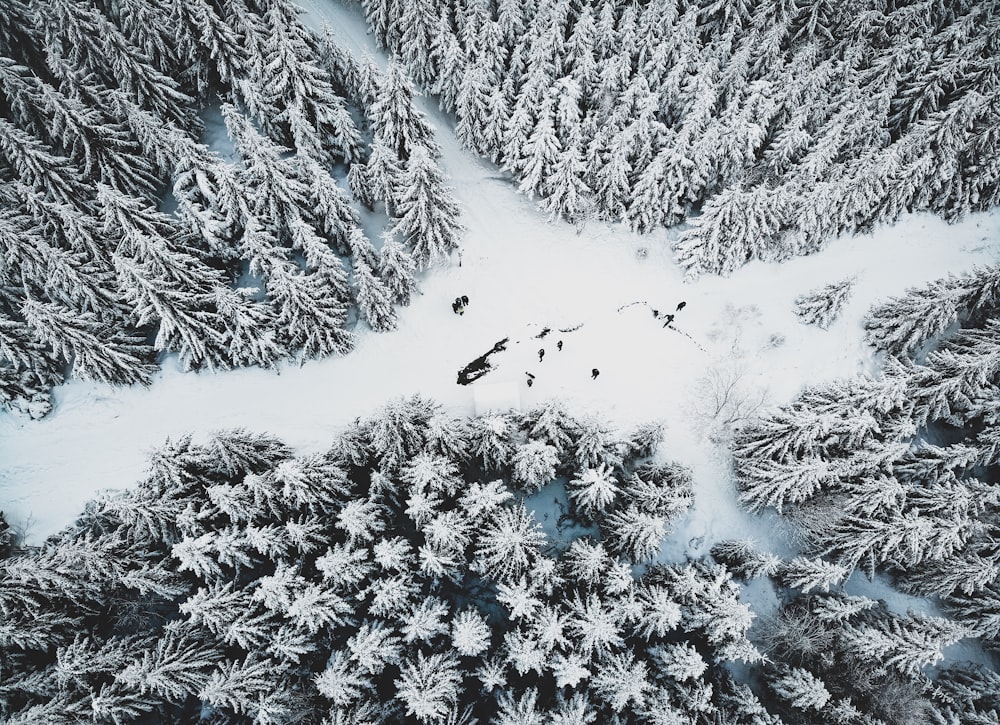 snow covered pine trees during day