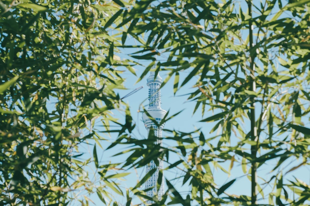 green-leaf tree in front of white tower during daytime