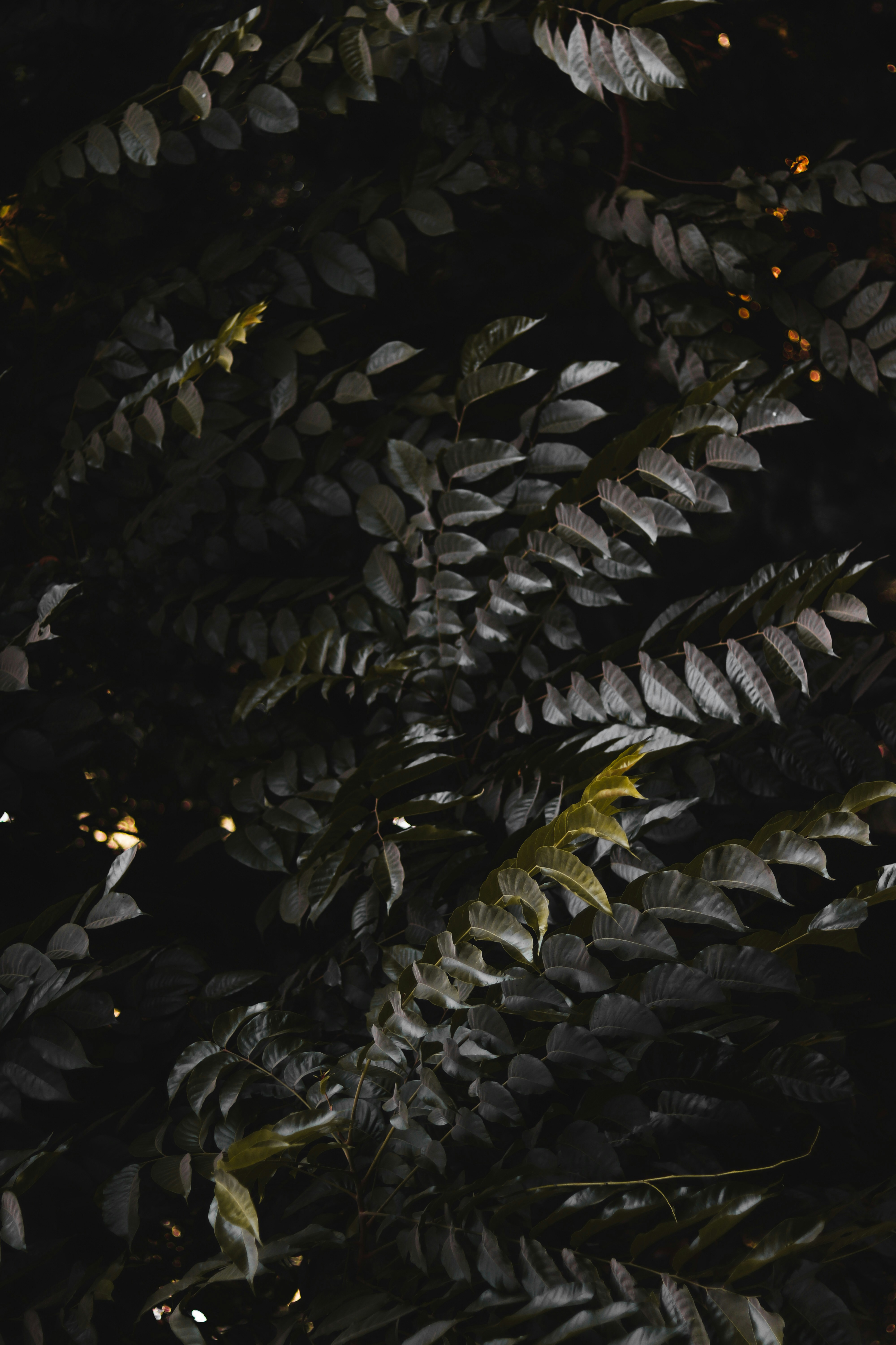 Photo by dollargill
