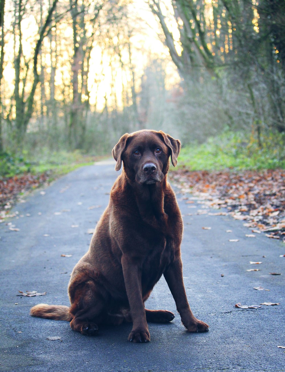 adult chocolate Labrador retriever