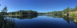 A tranquil lake surrounded by trees and wildlife.