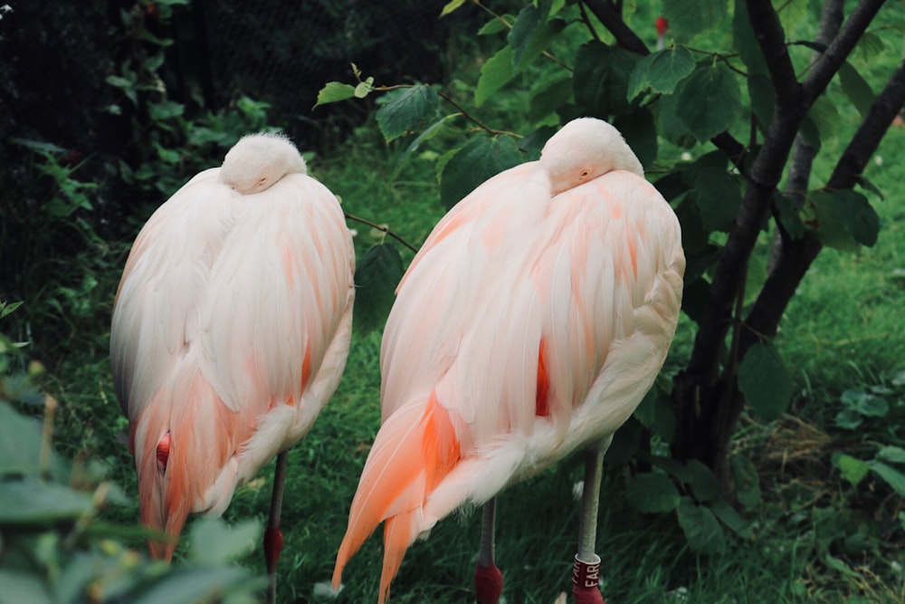 two white flamingo birds during daytime