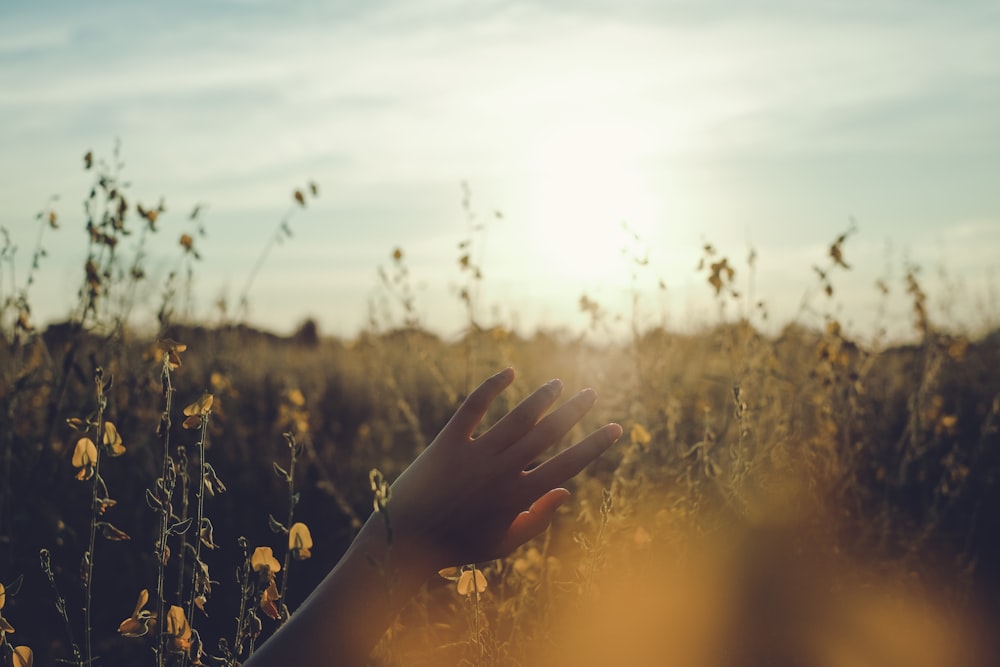 person standing on flower field