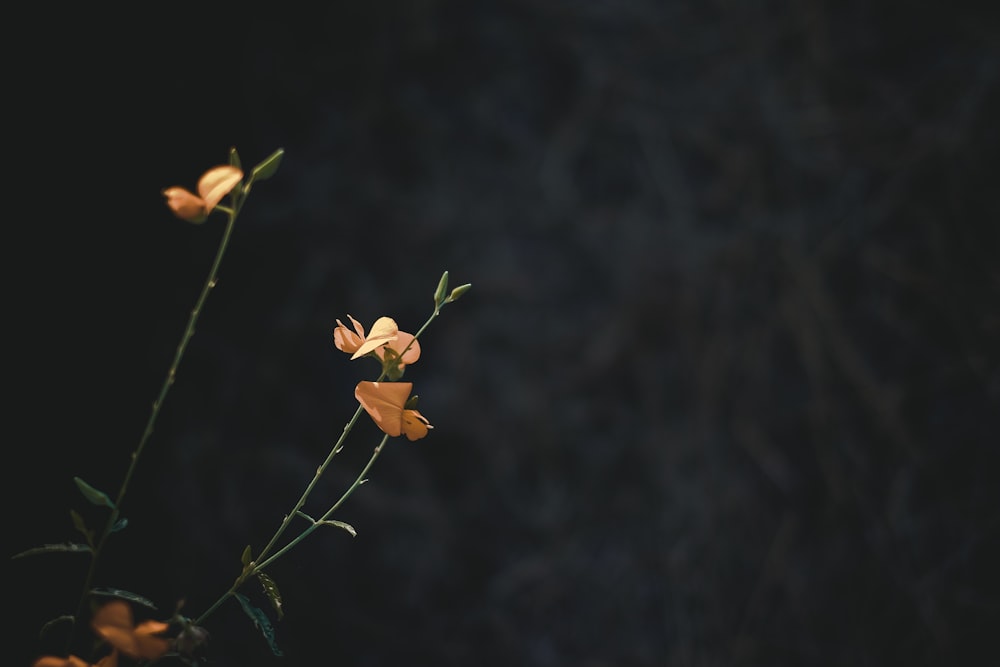 fleurs jaunes